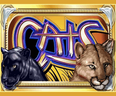 Cats  Cats