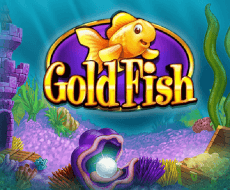 Gold Fish Gold Fish